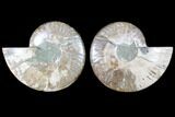 Cut & Polished Ammonite Fossil - Agatized #79705-1